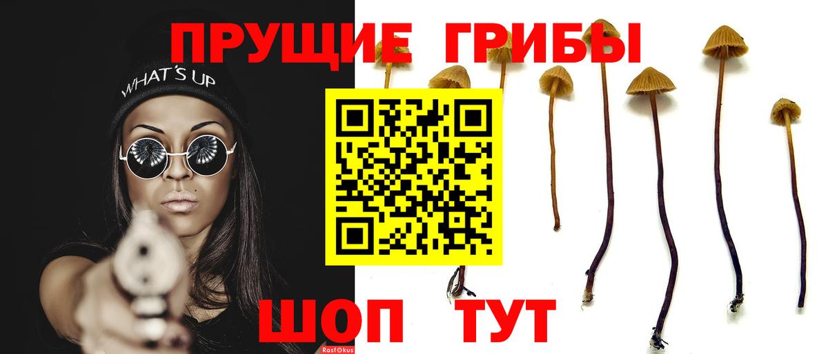 Галлюциногенные грибы Psilocybine cubensis Снежинск